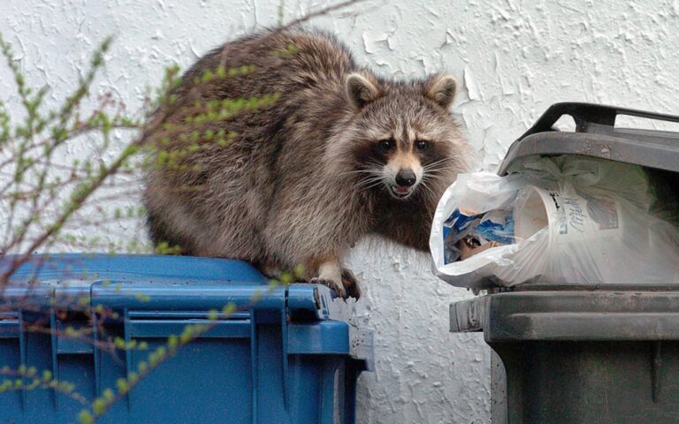 Raton sur bac de poubelle