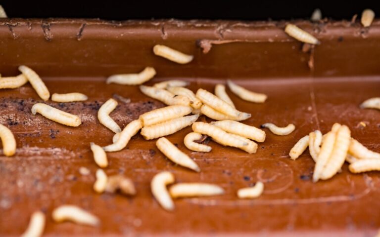 Vue en gros plan sur des asticots sur un bac de compost.