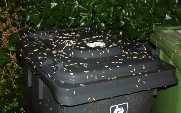 Bac de poubelle infecté de vers blancs.